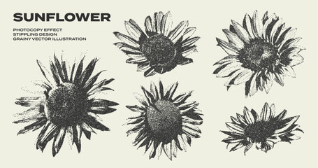 Fototapeta premium Retro botanical set of sunflower buds with grunge stippling effect. Vintage dotted texture illustrations of blooming flowers. Nature floral design. Trendy photocopy grainy art in halftone tones
