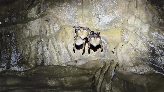 Three Diadem Leaf-nosed Bats Hipposideros diadema roost together on the ceiling of Bat Cave in Bukit Lawang, North Sumatra, Indonesia.