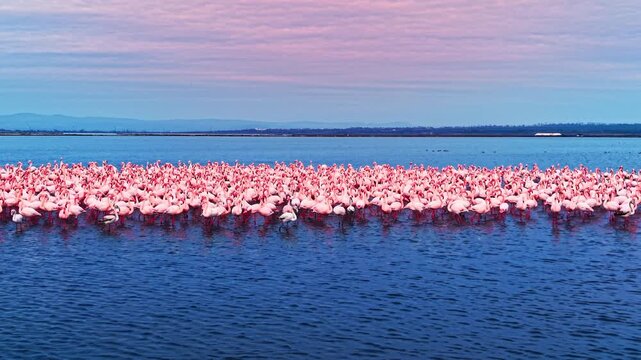 Flamingo flock gathers at dusk beside distant mountains. Rows of pink birds wade in still water under a pastel evening sky.