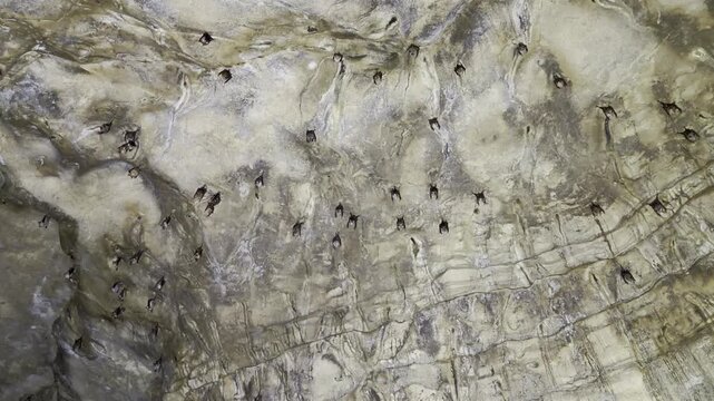 A colony of Diadem Leaf-nosed Bats Hipposideros diadema roosts on the ceiling of Bat Cave in Bukit Lawang, North Sumatra, Indonesia.