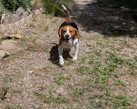 Happy energetic beagle dog running on gravel towards the camera with tongue sticking out