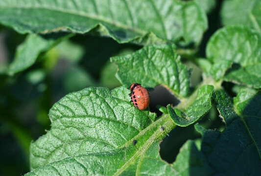 Colorado potato beetle pupa (Leptinotarsa decemlineata) on potato leaf (Solanum tuberosum)