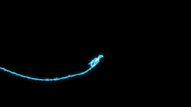 one line drawing animation video of glowing line fish