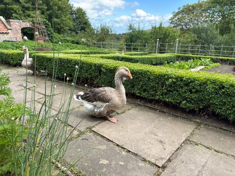 Beautiful Goose Stroll: Gorgeous goose casually walking a stone garden path among green hedges
