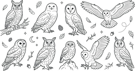 Obraz premium Set of cute owls, feathers, and forest elements
