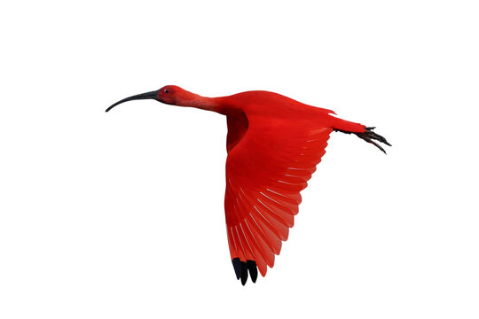 The beautiful Scarlet Ibis is flying isolated on transparent background.	