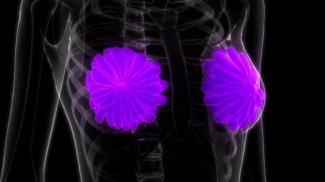 Female Internal Organs Mammary Glands Anatomy Animation Concept