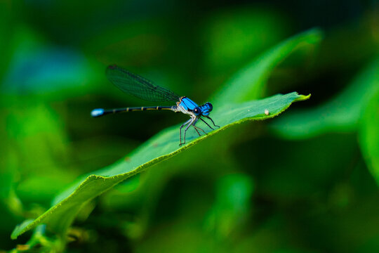 Blue damselfly resting on a green leaf in tropical vegetation