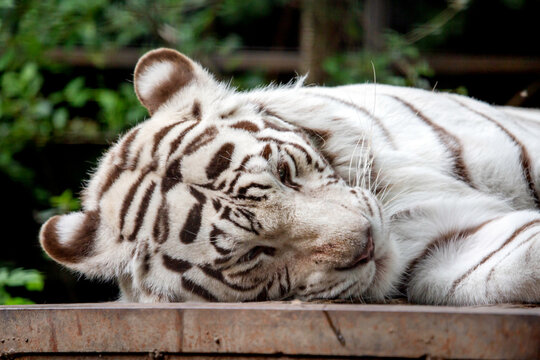 A white Bengal tiger resting on a tree on a bright sunny day. Wildlife, mammals, predators.