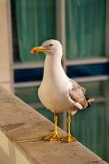 Obraz premium A large sea gull sitting on the balcony parapet. Animals, birds, ornithology, ecology.
