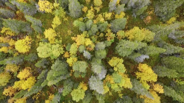 Top down aerial view of autumn boreal forest texture with yellow birch and green spruce trees