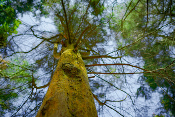 Fototapeta premium A dramatic low-angle perspective looking up a massive textured tree trunk toward sprawling green branches and the forest canopy against a clear sky. 