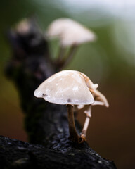mushroom in the forest © Oskar