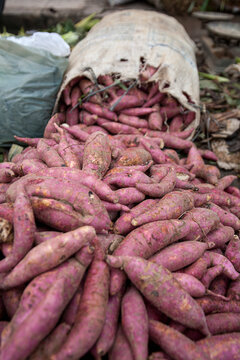 Batata-doce roxa rec&eacute;m-colhida exposta em feira livre brasileira, destacando produ&ccedil;&atilde;o agr&iacute;cola, alimento natural, com&eacute;rcio tradicional e produtos frescos da agricultura familiar.