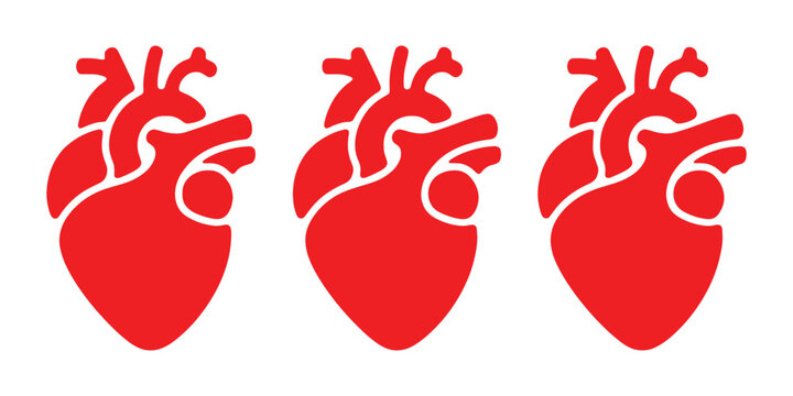 Anatomical heart vector icon, human organ illustration, medical and biology graphic asset.