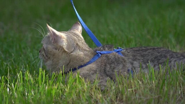 Curious tabby cat wearing a blue harness looking intently into the distance while lying on grass