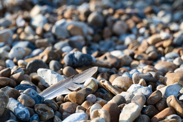 Grey bird feather on a pebble beach with copy space © Jane Allan