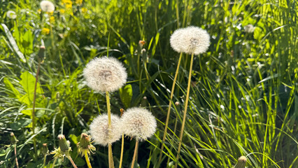 White Dandelion seed heads standing in sunlit meadow. Taraxacum officinale blowballs rise above green grass, Spring wild plant closeup with soft background. © roze ultra