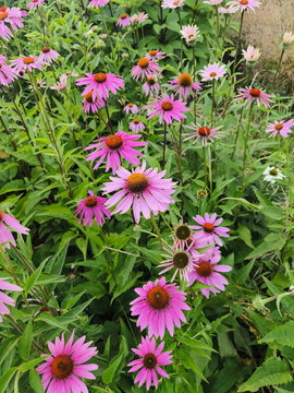 Pink purple echinacea coneflower flowers in the garden in summer sunny day. Nature beauty, health care herbal botanical background with copy space