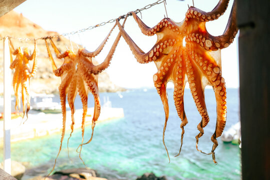 Traditional octopus hanging to dry beside the sea in Santorini, Greece, showcasing local fishing culture, Mediterranean seafood, and a scenic harbor setting.