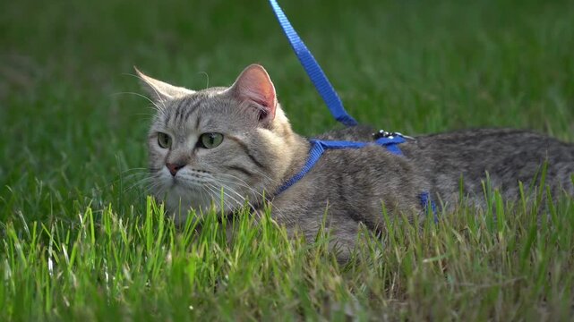 Curious tabby cat wearing a blue harness looking intently into the distance while lying on grass.