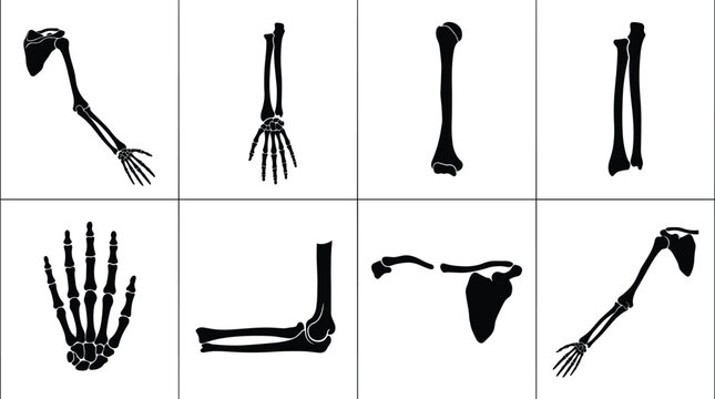 Human Arm And Shoulder Bones Anatomy Vector Silhouette Icons Set Including Humerus Radius Ulna Hand