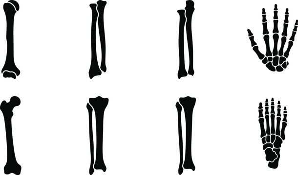 Human Limb Bones Vector Silhouette Icons Set Including Femur Humerus Radius Ulna Hand And Foot Bones