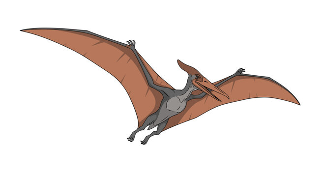 Flying pterodactyl prehistoric reptile with large wings isolated on a white background for educational use or game design.