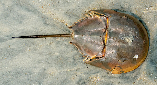 Horseshoe crab on beach sand