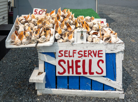 Self-serve shells for sale at vacation beach site.