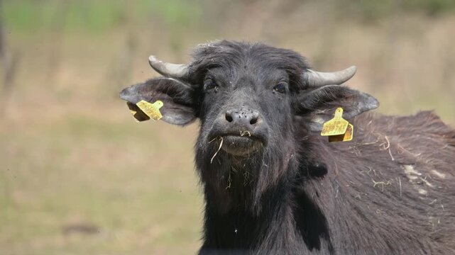 wild water buffalo (Bubalus arnee) chewing