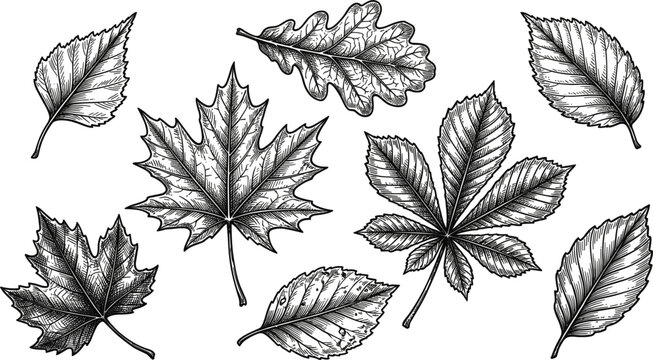 Vintage botanical illustration set featuring intricately etched maple oak and chestnut foliage vector elements