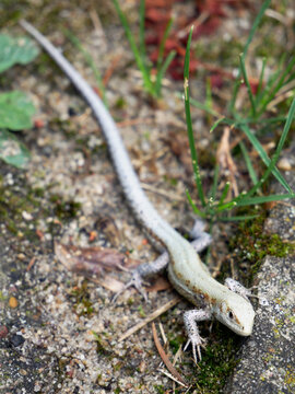 Zootoca vivipara. A small lizard with a long tail lies on the ground. The lizard is light brown and gray with some green on its back.