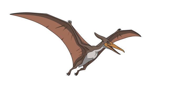 Detailed prehistoric illustration of a large pteranodon dinosaur flying gracefully through the air against a clean white background.