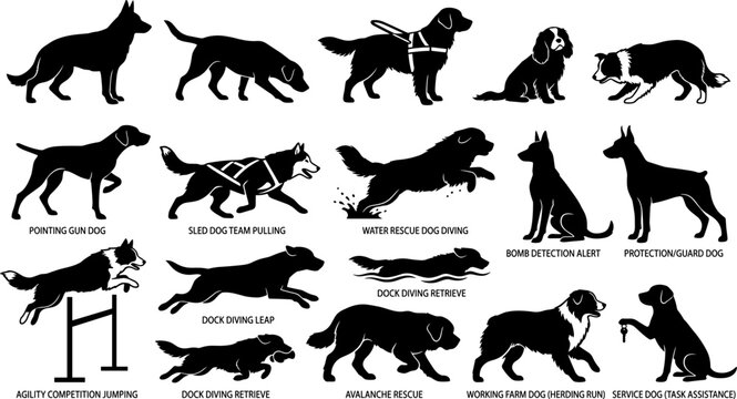 Dog Breeds Working Roles Labeled Educational Guide Service Dogs Vector Silhouettes