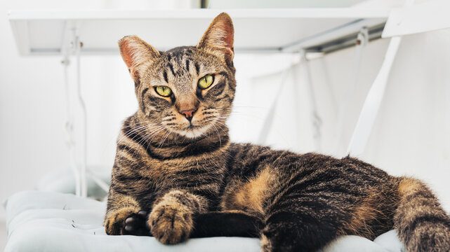Close-up portrait of a cute tabby cat resting on a white chair looking at the camera