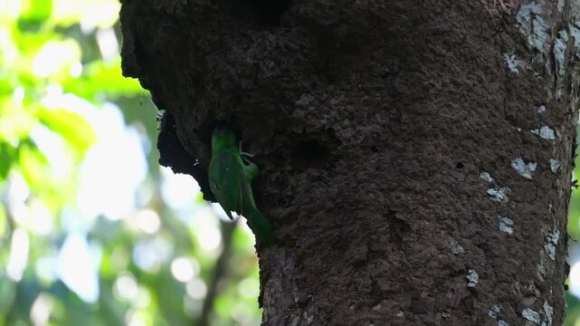 Barbet Bird on the tree