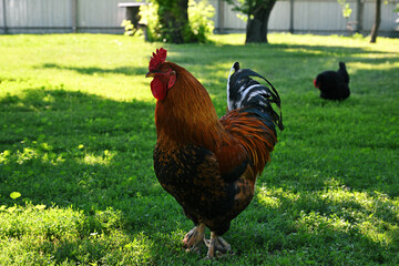 Free-range domestic rooster (Gallus gallus domesticus) standing on green lawn in backyard © Anatoly