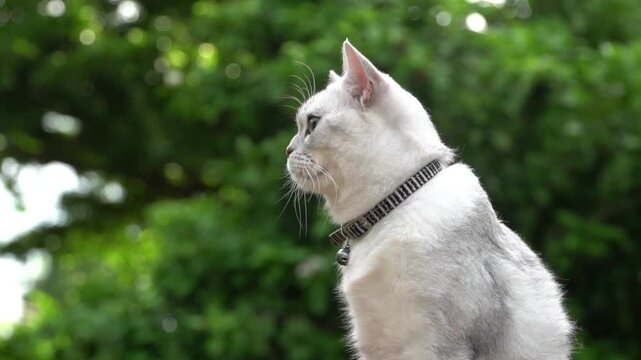 Beautiful silver cat wearing a collar looking up attentively in the green garden.
