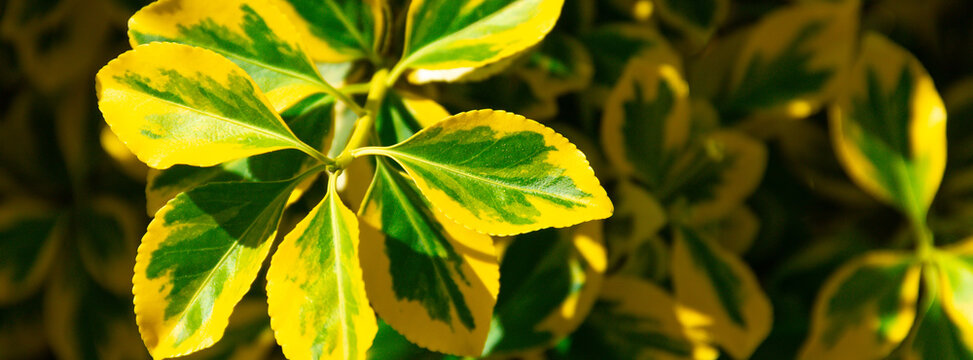 Close-up of variegated yellow and green leaves on a decorative shrub in sunlight