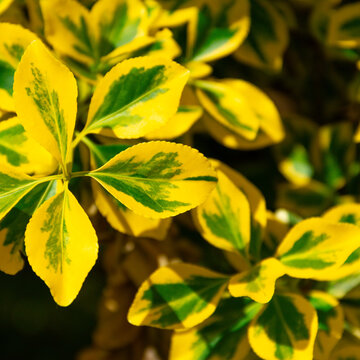 Close-up of variegated yellow and green leaves on a decorative shrub in sunlight