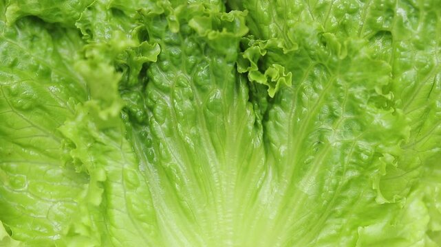 Close-up of fresh green cos lettuce leaves texture rotating. Top view shot
