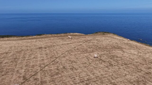 Golden bales of hay harvested on the clifftops of Cornwall