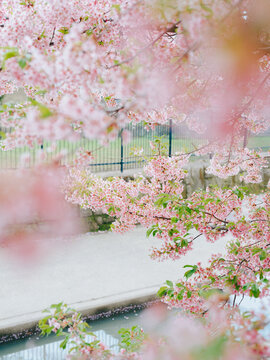Close-up of Pink Cherry Blossoms Framing Path and Water in Spring
