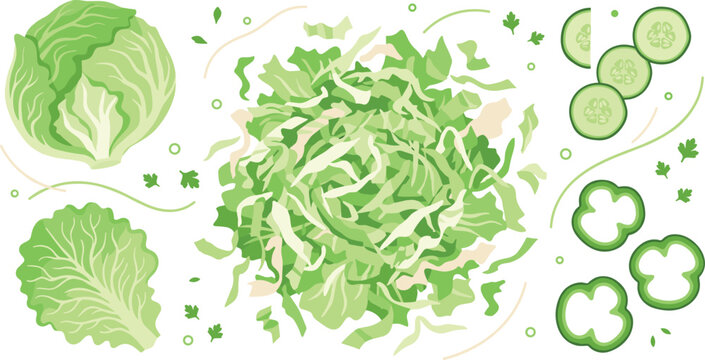 Fresh green salad vector illustration with shredded cabbage lettuce leaves cucumber slices and bell pepper on white background