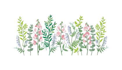 Elegant floral border vector illustration set featuring sweet pea flowers wild vetch greenery and eucalyptus branches on white background. © Ruma