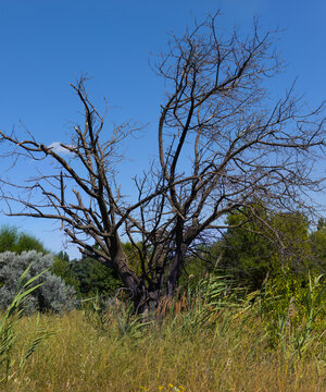 Dry tree stands in tall grass under clear blue sky in natural setting during sunny day