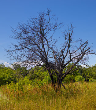Dry tree stands in a field surrounded by green plants under a clear blue sky in daytime