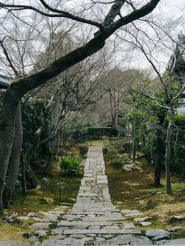 Stone Path Through Japanese Garden with Bare Trees and Moss