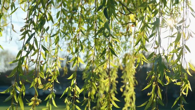 Serene 4K slow motion footage of delicate weeping willow branches swaying in soft spring sunlight capturing the quiet movement of fresh green leaves to convey a relaxing calm and meditative natural